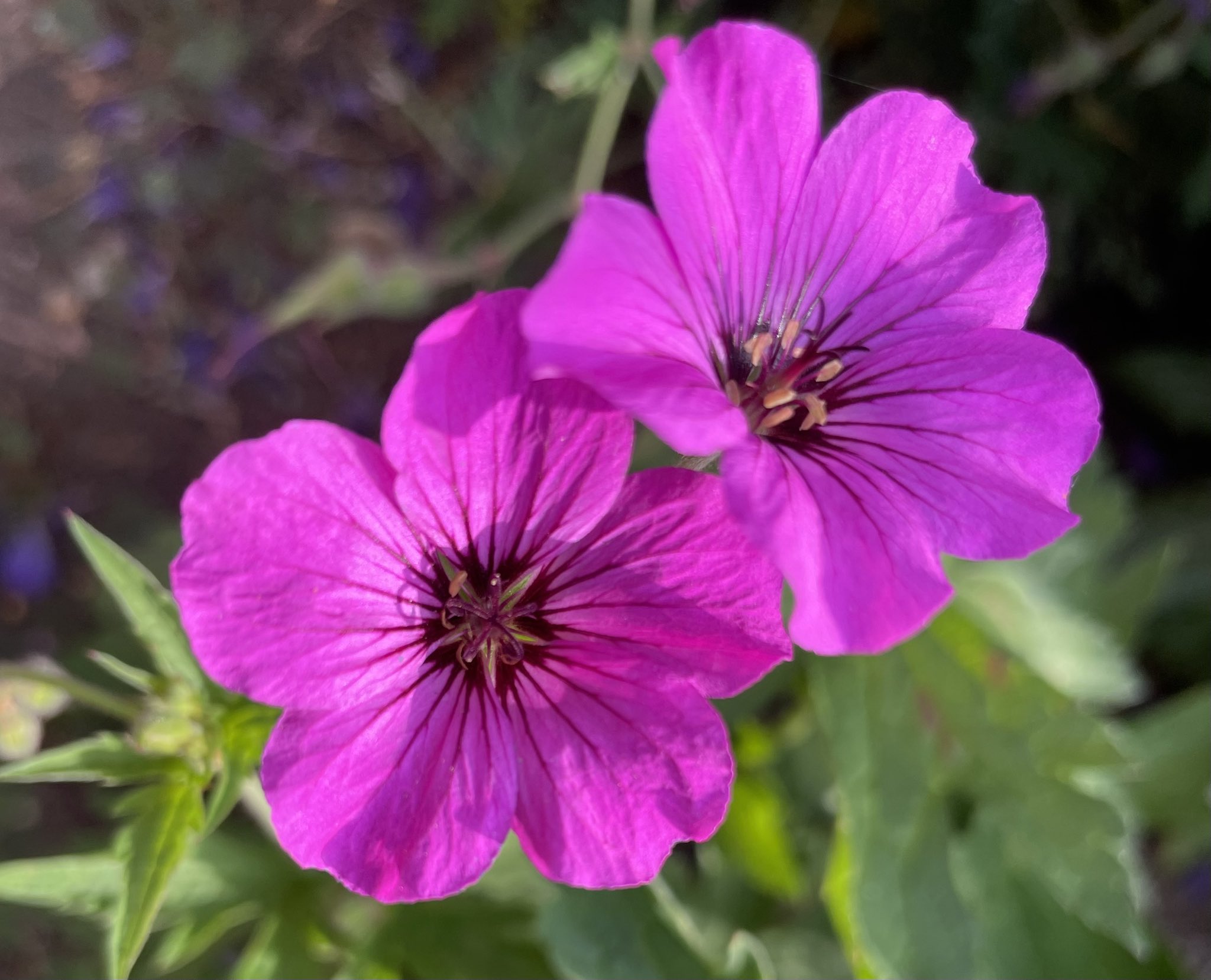 FLOWER ZONE pfp